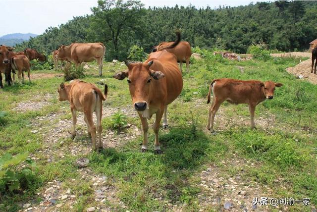 养黄牛赚钱吗，黄牛养殖的创业市场前景好不好？2022年想回农村养，发展前景怎么样？效益如何？