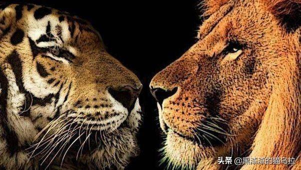 中國可以養哪些寵物?中國可以養哪些寵物鴨!