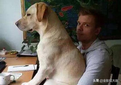 什么寵物容易養?什么寵物容易養活!