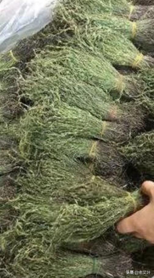 荒草地种植什么-荒草地种植什么不用打理