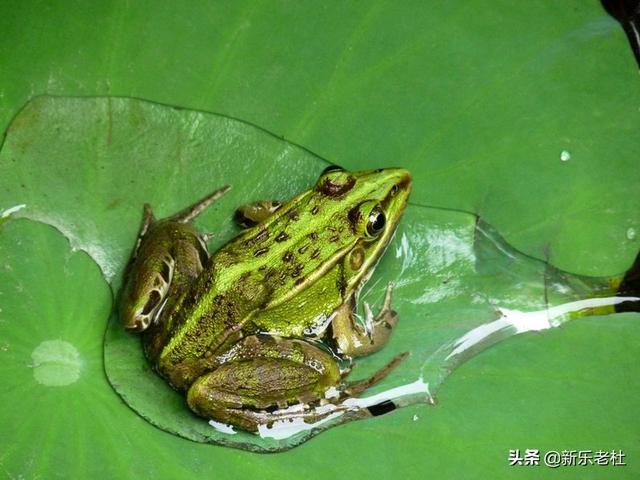 农村致富信息种植，农村致富种植好项目,种植一亩挣几万,下手要趁早