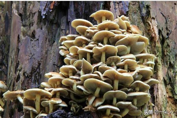 [用狗试毒蘑菇仍中毒]狗能不能吃熟蘑菇？