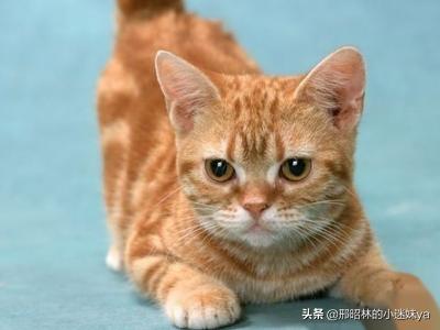 小猫为什么会踩奶，小猫为什么会踩奶的行为