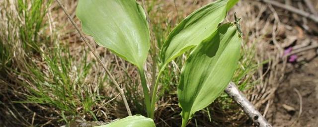 葱有什么功效和药用部位(图1)