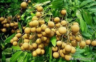 福建种什么瓜果