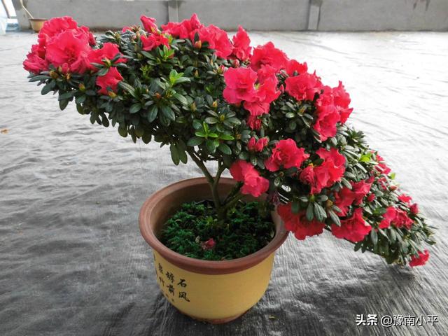 杜鹃花的病虫害