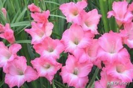 教师节送什么花给老师比较适合