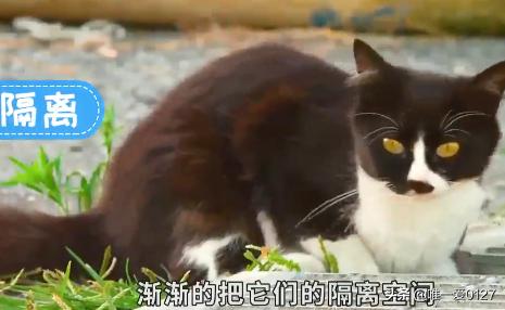 处理猫猫打架的方法,第2张