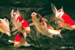 錦鯉魚常見病?錦鯉魚常見病圖片大全!
