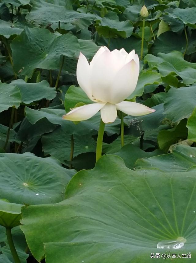 好想来（女朋友肚子他来姨妈了，我没在她身边，我想让她把手机放在肚子上我打电话震动会不会好一点？）