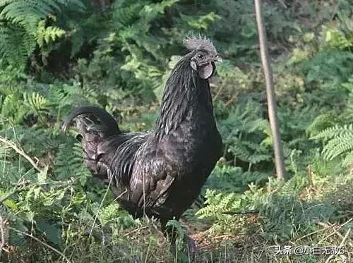 昭通大型养鸡场 云南昭通天麻鸡的蘸水料？