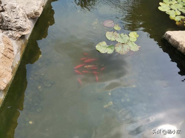 花卉浇水过多怎么补救 种植方法