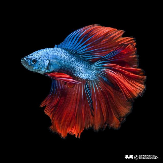送鱼海外生活，送鱼海外生活视频大全