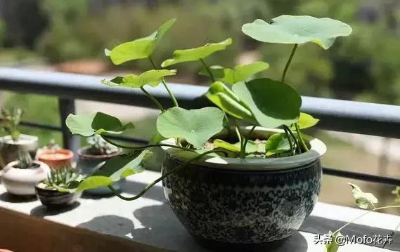 鉴别花卉的专业知识，鉴别花卉的专业知识有哪些