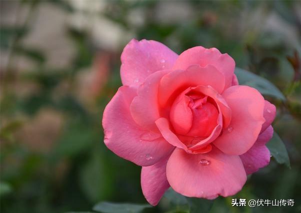 花卉批发基地 种植什么,花卉批发基地 种植什么好