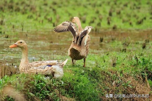 养鸭找销路去哪找,合作养鸭公司哪家好-第7张图片-龘魁故事记录者