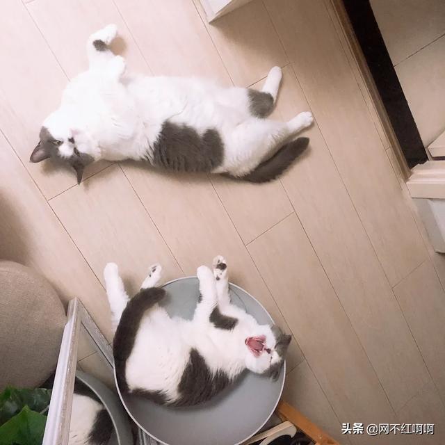 准备去接领养的猫咪，需要带些什么呢,第3张