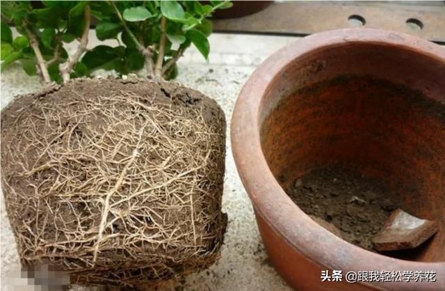 绿化种植土多少钱一方 花盆 施肥,绿化种植土多少钱一方 花盆 施肥