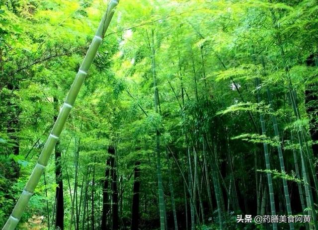 毛竹林中的毛笋怎么吃(图6)
