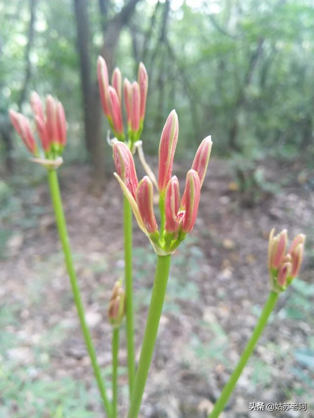 彼岸花海唯美图片（彼岸花海凄美图片）