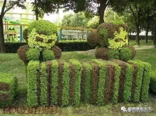 [美国梧桐]法国梧桐树的原产地意思？