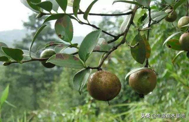 苗木浇水的正确方法 除虫用什么药-苗木浇水的正确方法 除虫用什么药好