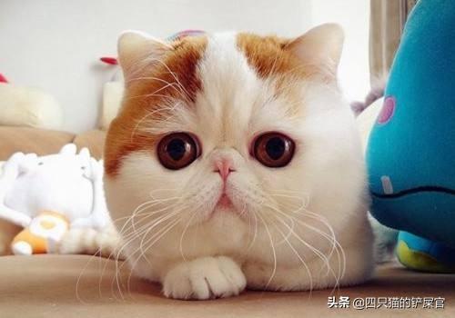 猫忌讳吃什么