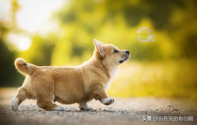 什么动物对人类更友好,第15张