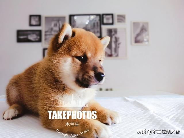 照顧小寵物?照顧小寵物貓小游戲!