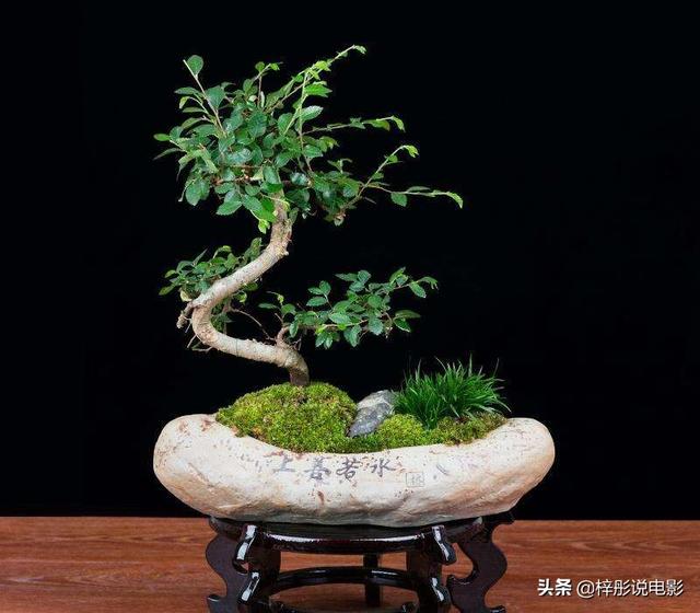 小叶榆树图片（小叶榆树有几个品种）