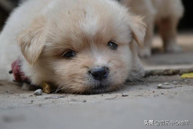 耳机如何做花艺包装盒视频? 耳机如何做花艺包装盒视频教程!