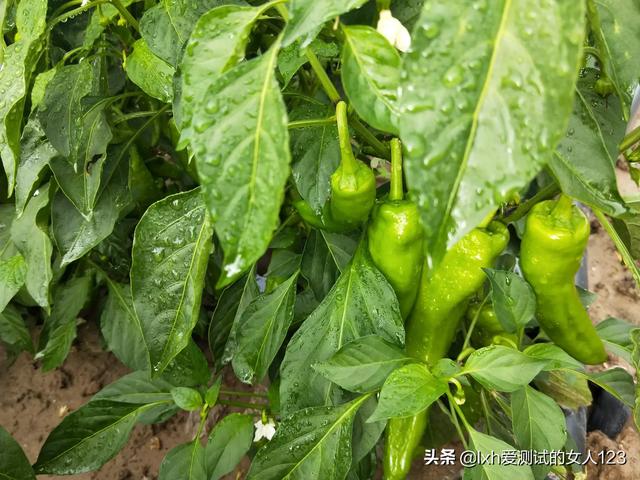 高山菜做法家常做法大全(图23)