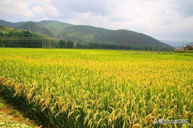 双季稻种植技术 双季稻种植技术要点