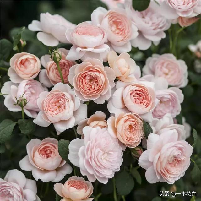 冬天新买月季花怎么养护和管理(图26)