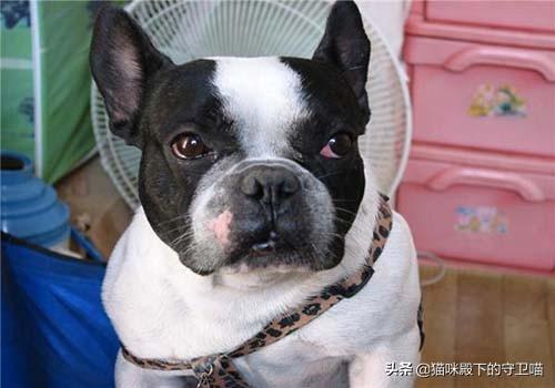 法斗犬掉毛是什么原因,第4张