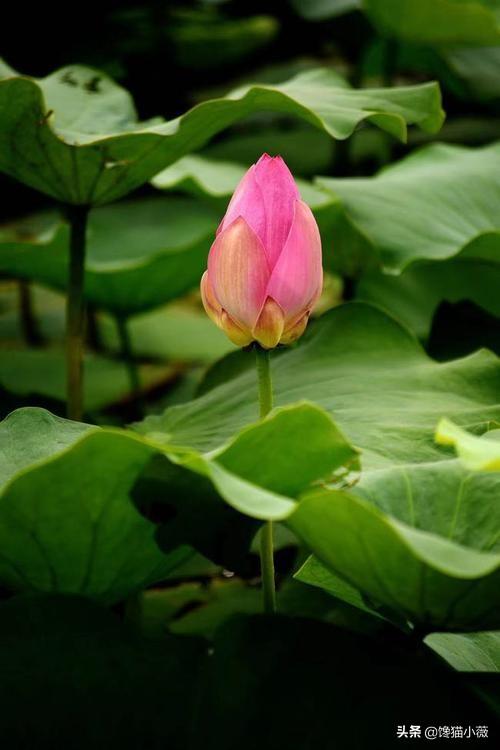 河南荷花什么时候开放?：河南看荷花地方