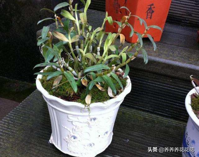 家庭盆栽石斛种植方法，家庭盆栽石斛种植方法视频