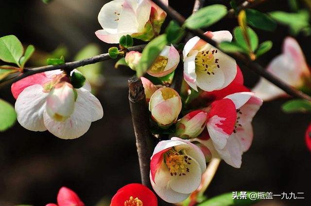 木瓜海棠花的养殖方法（木瓜海棠种植方法和注意事项）