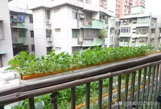 蔬菜阳台无土种植,蔬菜阳台无土种植方法