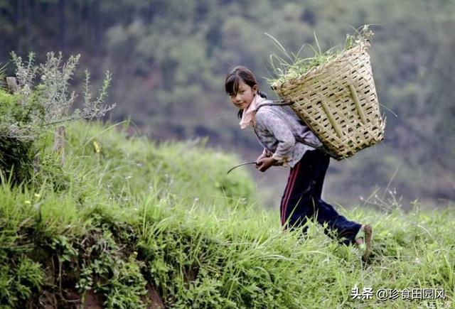 繁缕图片?繁缕图片 繁缕野菜图片!