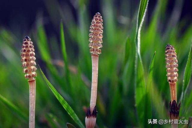 萝卜茎叶有什么功效(图3)