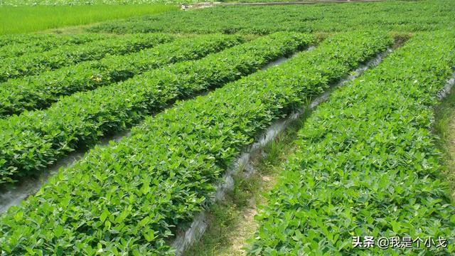 如何搭配土壤肥料种花生(图3)