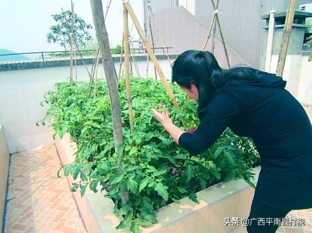 小花园如何种植莴苣,小花园如何种植莴苣视频