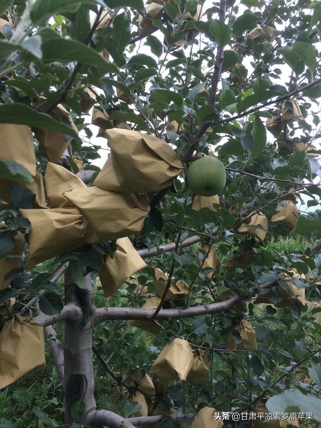 苗木种植土球直径怎么计算 施肥量