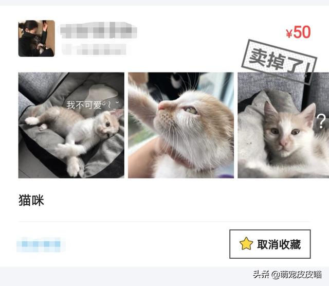 正规领养宠物猫的平台是，正规领养宠物猫的平台是哪个