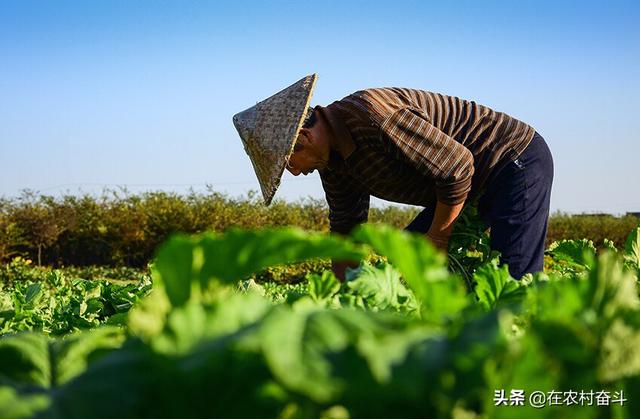 苗木种植合同 浇水怎么写 除虫协议书