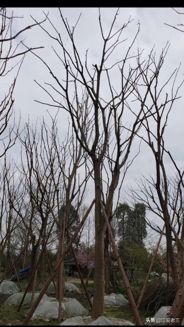 怎样铺装地面对树木影响小