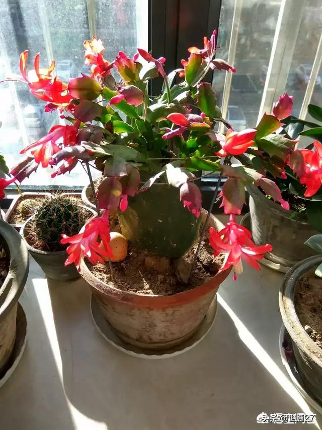 冬天开什么花（冬天开什么花最常见的）