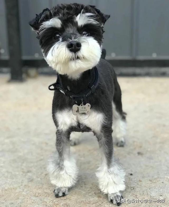 买狗狗一般选择几个月大的开始领养较合适,第3张