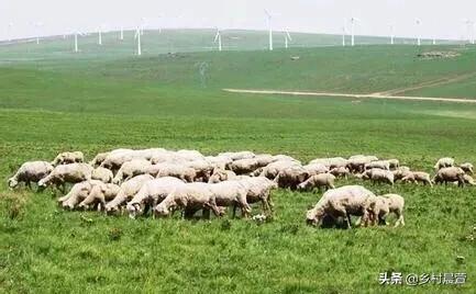 圈养肉羊养殖前景-圈养肉羊养殖前景如何